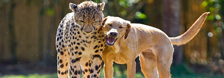 Busch Gardens Cheetah & Pup