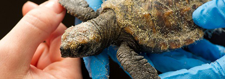 SeaWorld Hawksbill Turtles