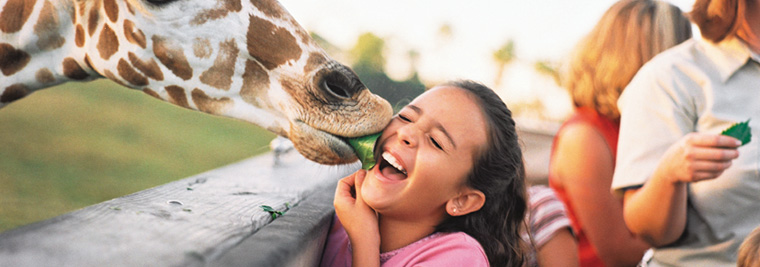 Giraffe at Orlando