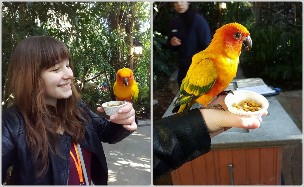 Feeding Birds at Discovery Cove