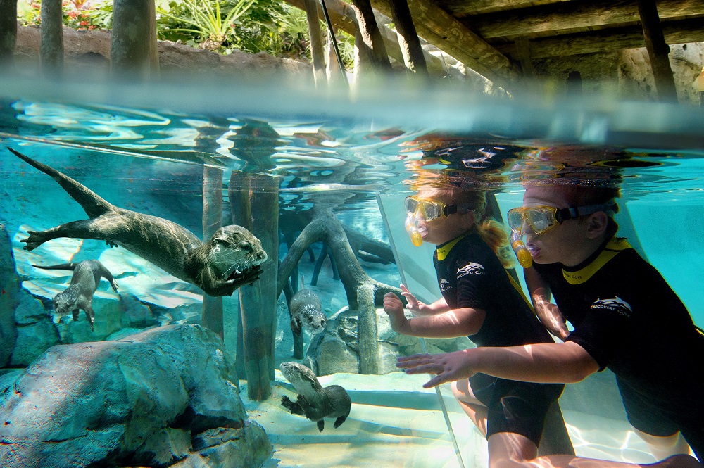 Otters in the Freshwater Oasis