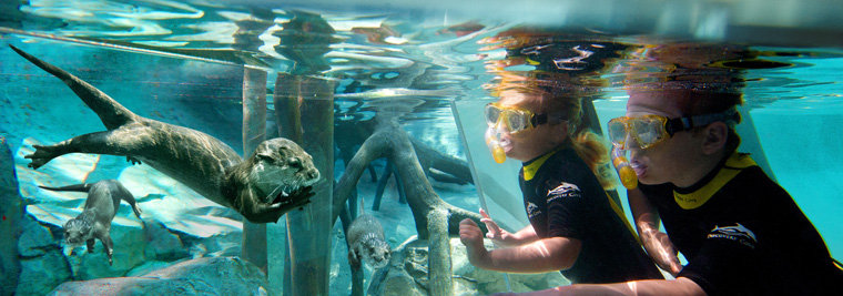 kids snorkelling at discovery cove