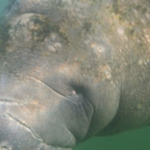 florida manatee