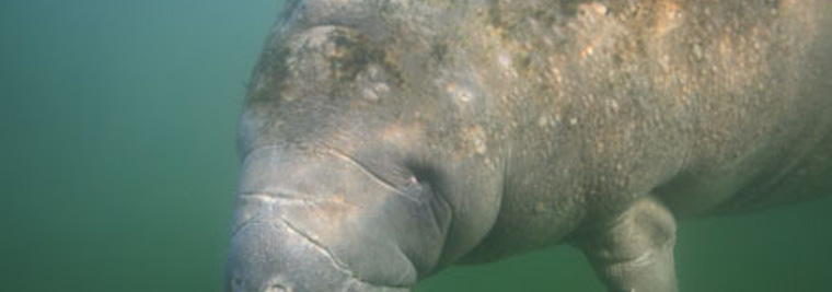 florida manatee