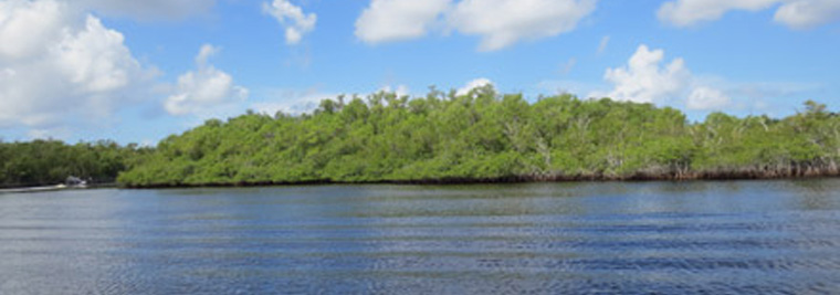 florida everglades