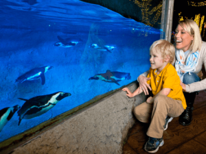 Penguin Point at Busch Gardens