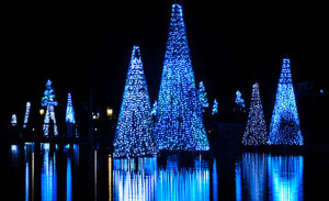 Sea of trees at seaworld