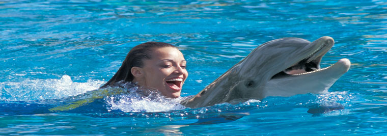 Swimming with dolphins in florida