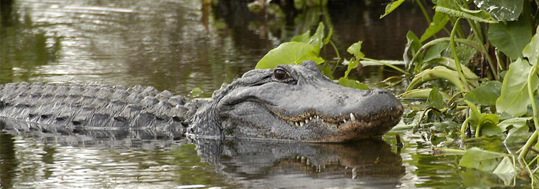 Fun Spot Orlando Gator Spot