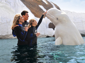 Beluga Interaction