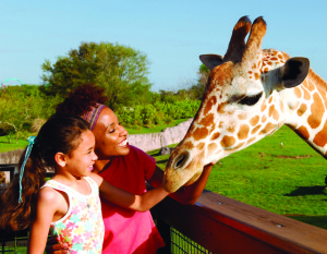 serengeti safari