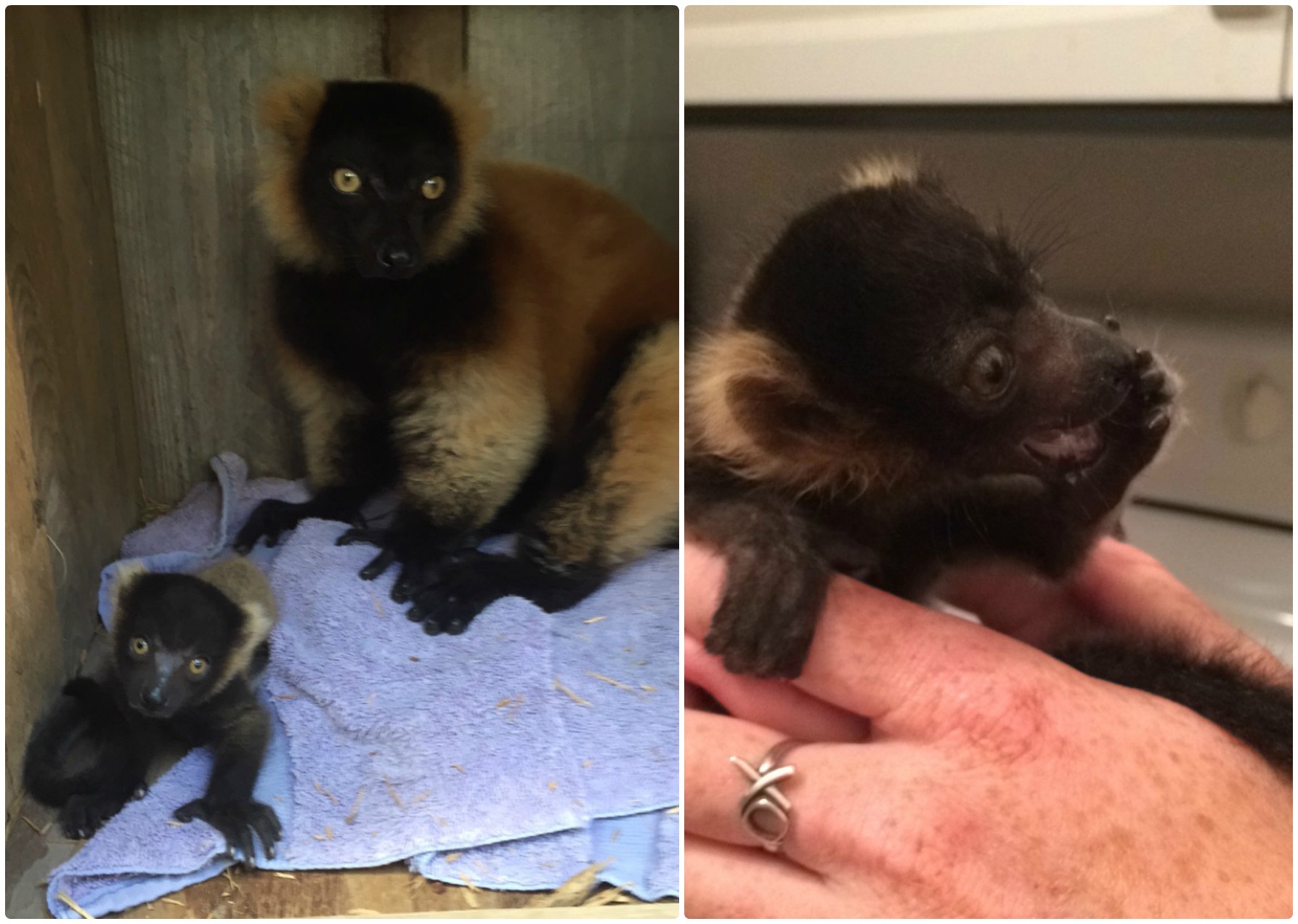 Baby Lemurs at Wild Florida