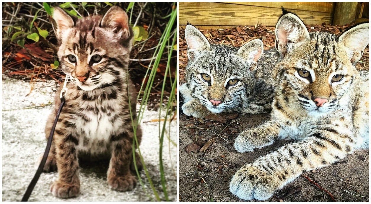 Bobcats at Wild Florida