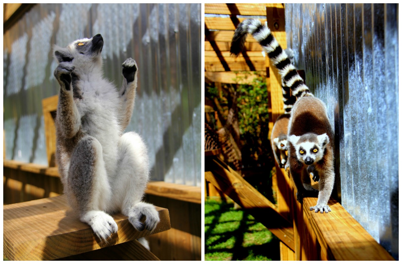 Lemurs at Wild Florida