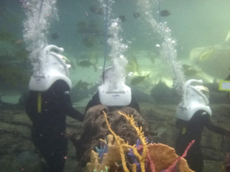 Walking underwater Discovery Cove SeaVenture