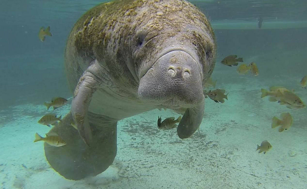 Everglades Manatee