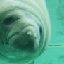 Swimming Manatee in Florida