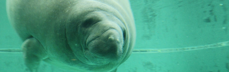 Swimming Manatee in Florida